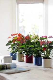 Антуриум в кръг