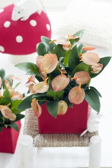 Антуриум Шерцер