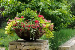 Flowers in a garden decor