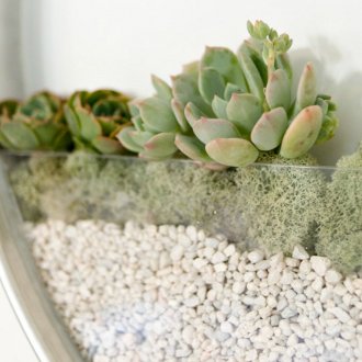 Вертикално градинарство със сукуленти