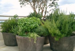 Concrete flowerpots for flowers