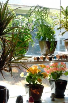 Кухненският прозорец може да бъде украсен с цветя