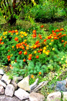 Каменна релса за цветя