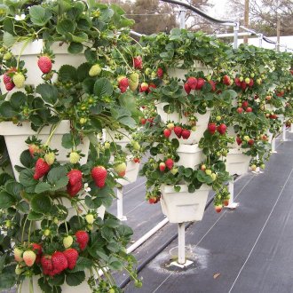 Букет от ягоди