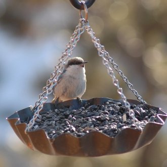 Тиган за птици