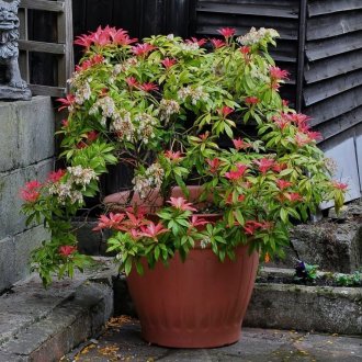 Пиерис в градината