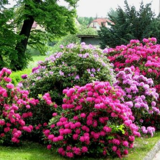 Рододендрони в градината