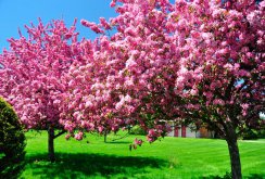 Flowering trees for the garden