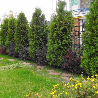 Conifers in the garden
