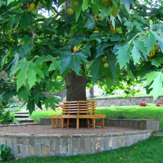 Maple in the garden at home