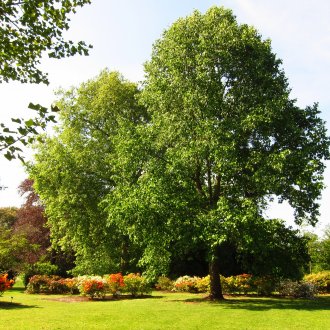 Poplar in the garden