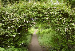 Liana Actinidia in the garden