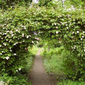 Лиана Актинидия в градината