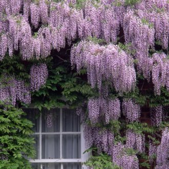 Китайска глициния в градината