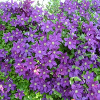 Клематис в градината