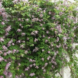 Принц в страната