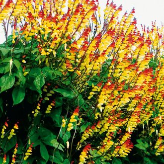 Лиана Мина за градината