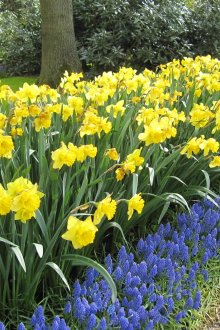 Mixborder с отстъпка