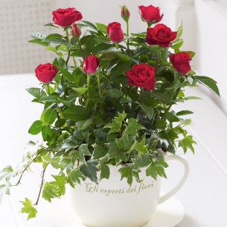 Роза в чаша