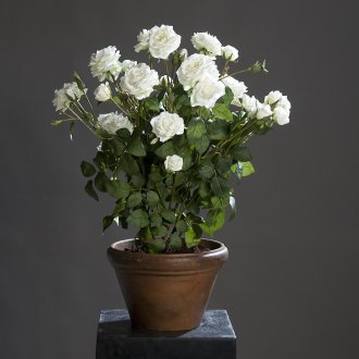 Вътрешна роза в керамична саксия