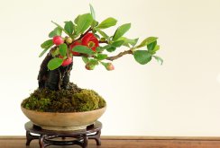 Japanese Quince Bonsai