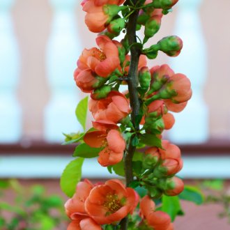 Хеномелес Маулеа