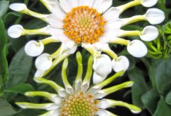 African Daisy