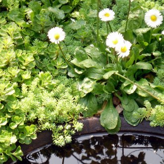 Маргаритки при чешмата