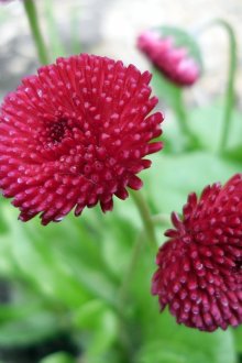 Половинки маргаритки