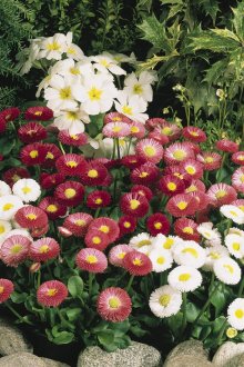 Маргаритки Помпонет