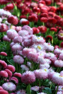 Розови маргаритки