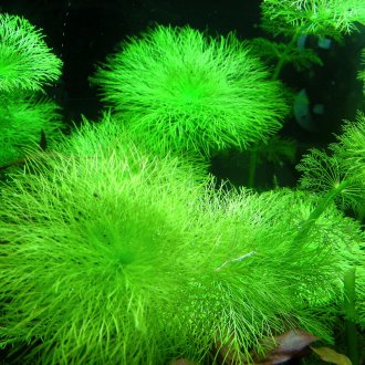 Ambulia за аквариума