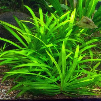 Ехинодор за аквариума