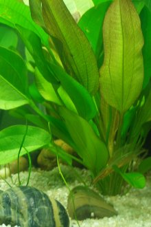 Шизандра в аквариума