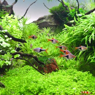 Непретенциозни растения за аквариума