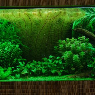 Почвени растения за аквариума