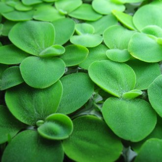 Повърхностни аквариумни растения