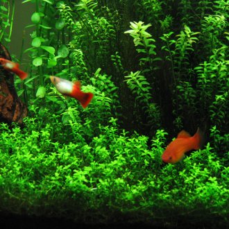 Растения в аквариума
