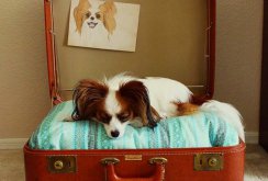 Dog bed out of the suitcase