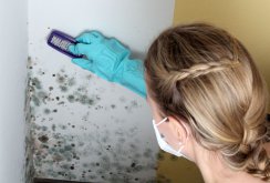 Cleaning walls from mold