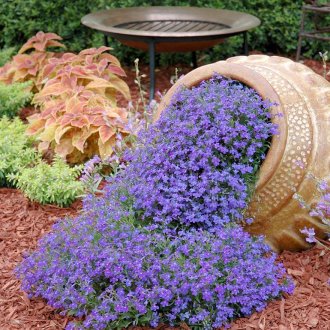 Лобелия в ландшафтен дизайн