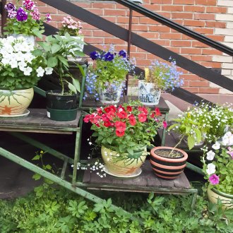 Лобелия на стълбите