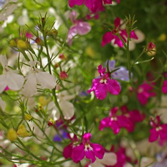 Лилава лобелия