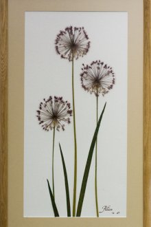 Хербарий за див лук