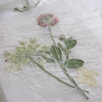 Пресоващи растения за хербарий