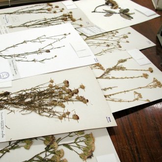 Създаване на хербарий