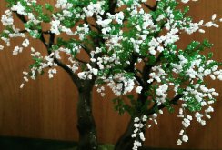 Bead tree with white flowers