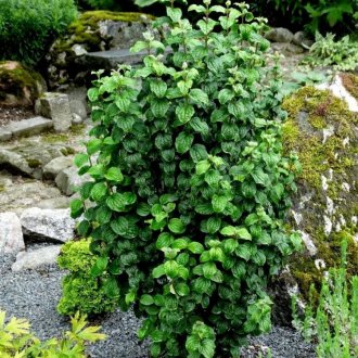 Derain компрес