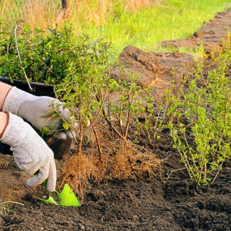 Derena засаждане