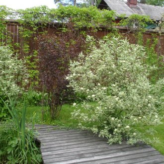 Градина Дерен